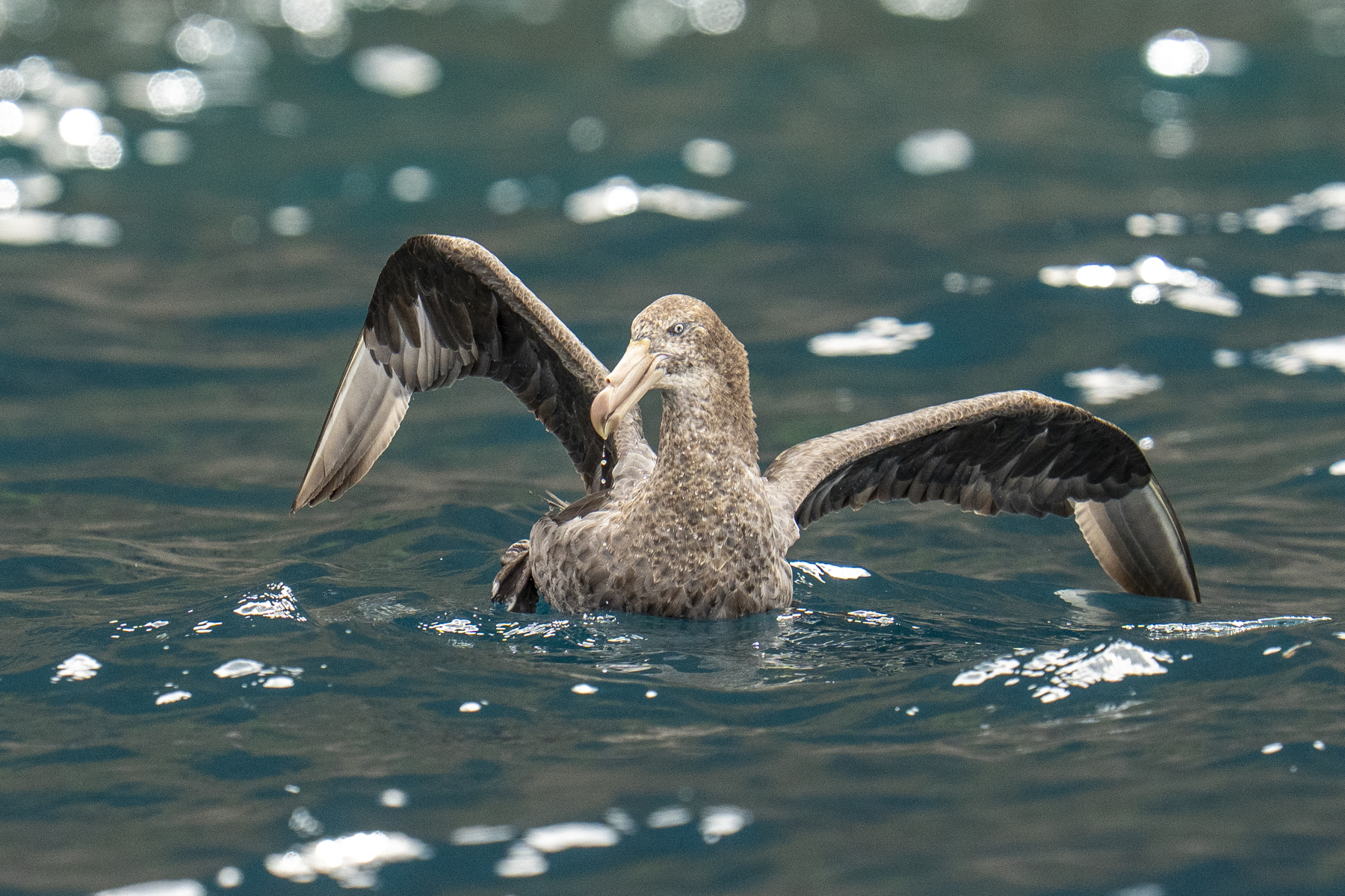 Northern Giant Petrel (image by Mark Beaman)
