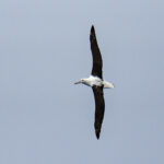 Northern Royal Albatross (image by Mark Beaman)