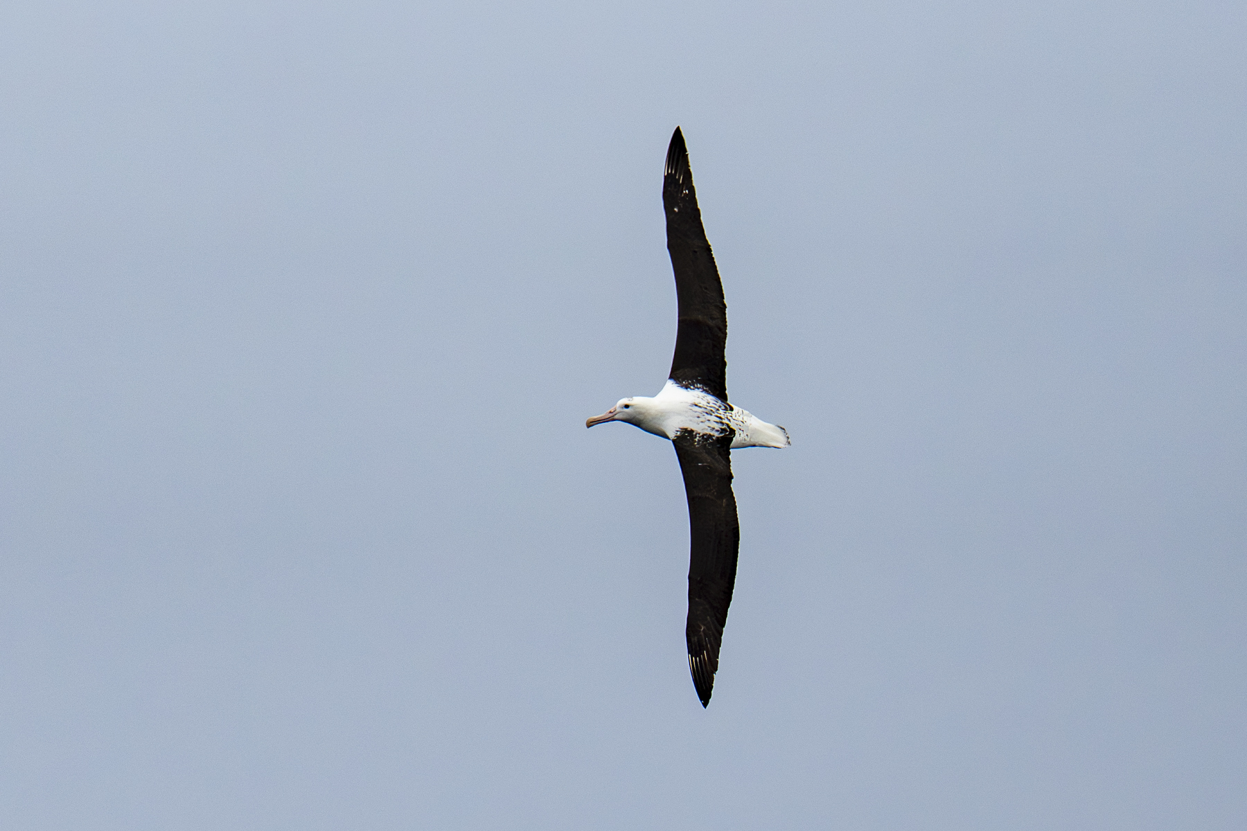 Northern Royal Albatross (image by Mark Beaman)