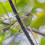 Numfor Leaf Warbler (image by Pete Morris)