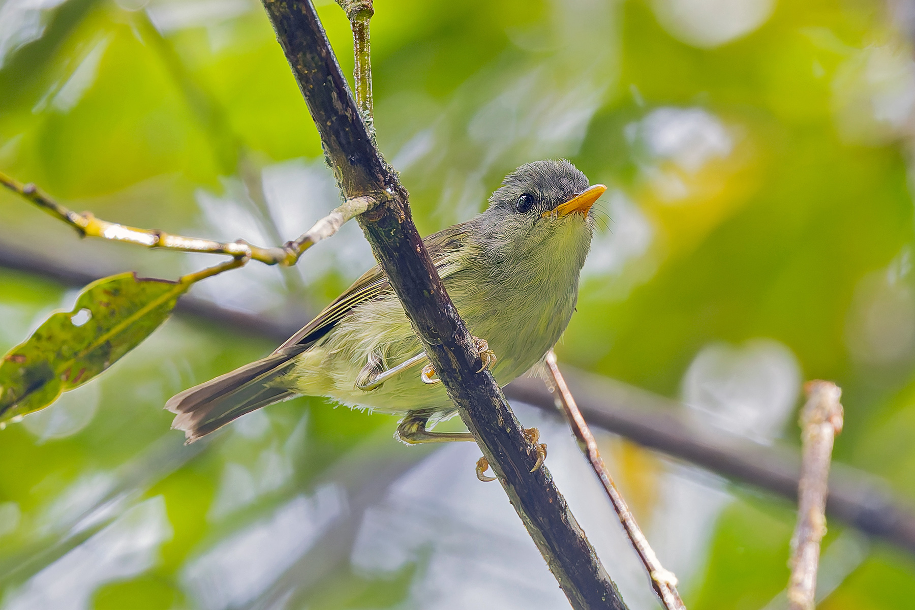 Numfor Leaf Warbler (image by Pete Morris)