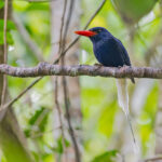 Numfor Paradise Kingfisher (image by Pete Morris)