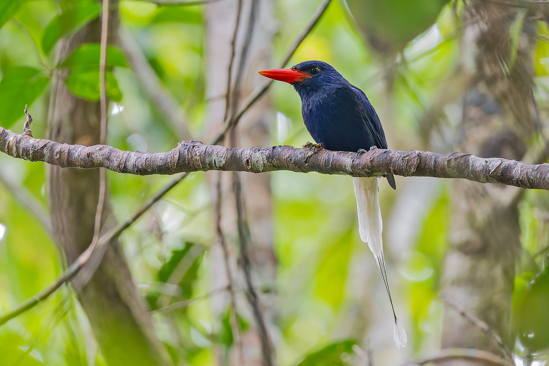 Numfor Paradise Kingfisher (image by Pete Morris)