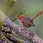 Orange-crowned Fairywren (image by Pete Morris)
