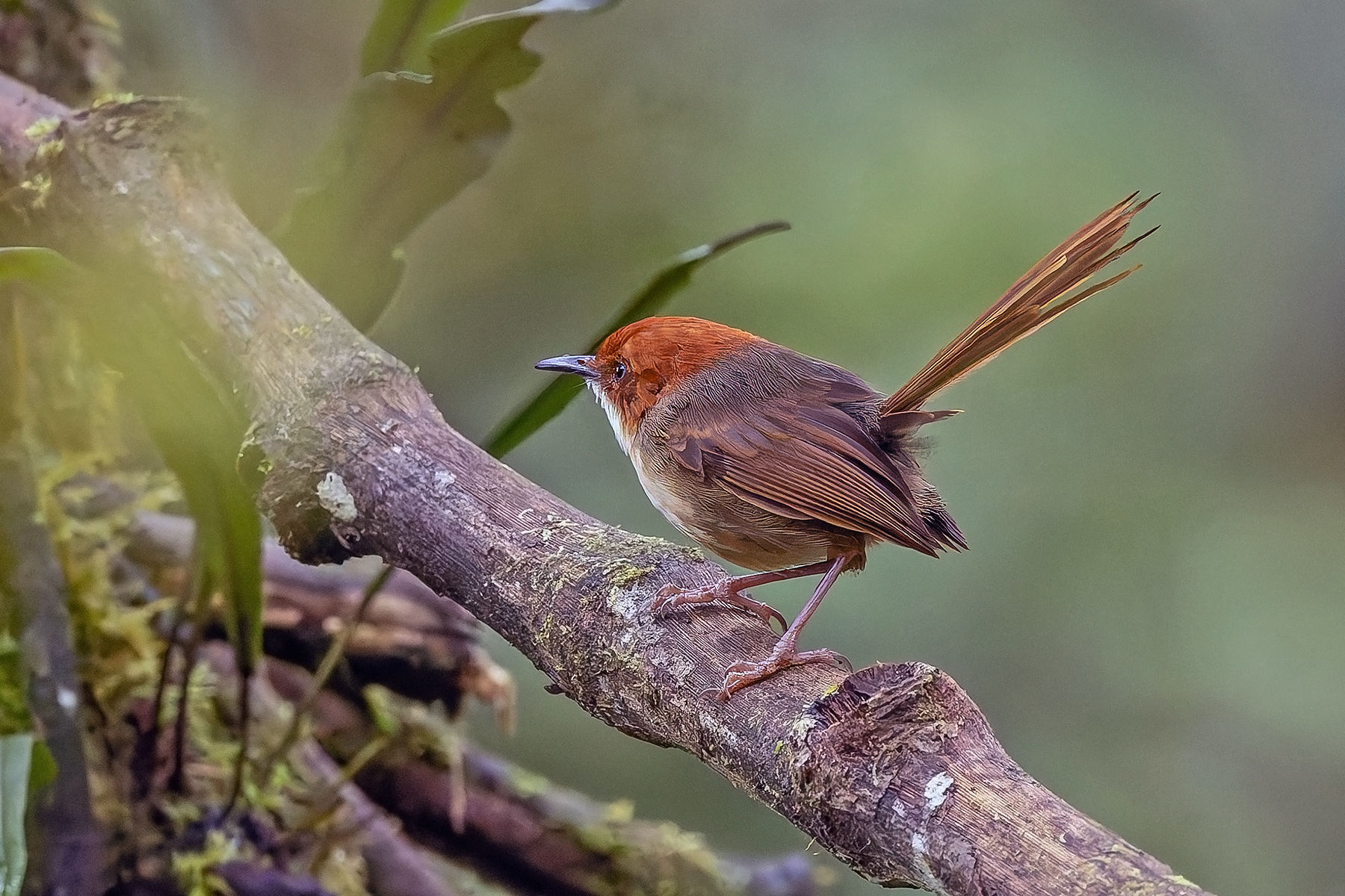 Orange-crowned Fairywren (image by Pete Morris)
