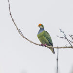 Orange-fronted Fruit-Dove (image by Pete Morris)