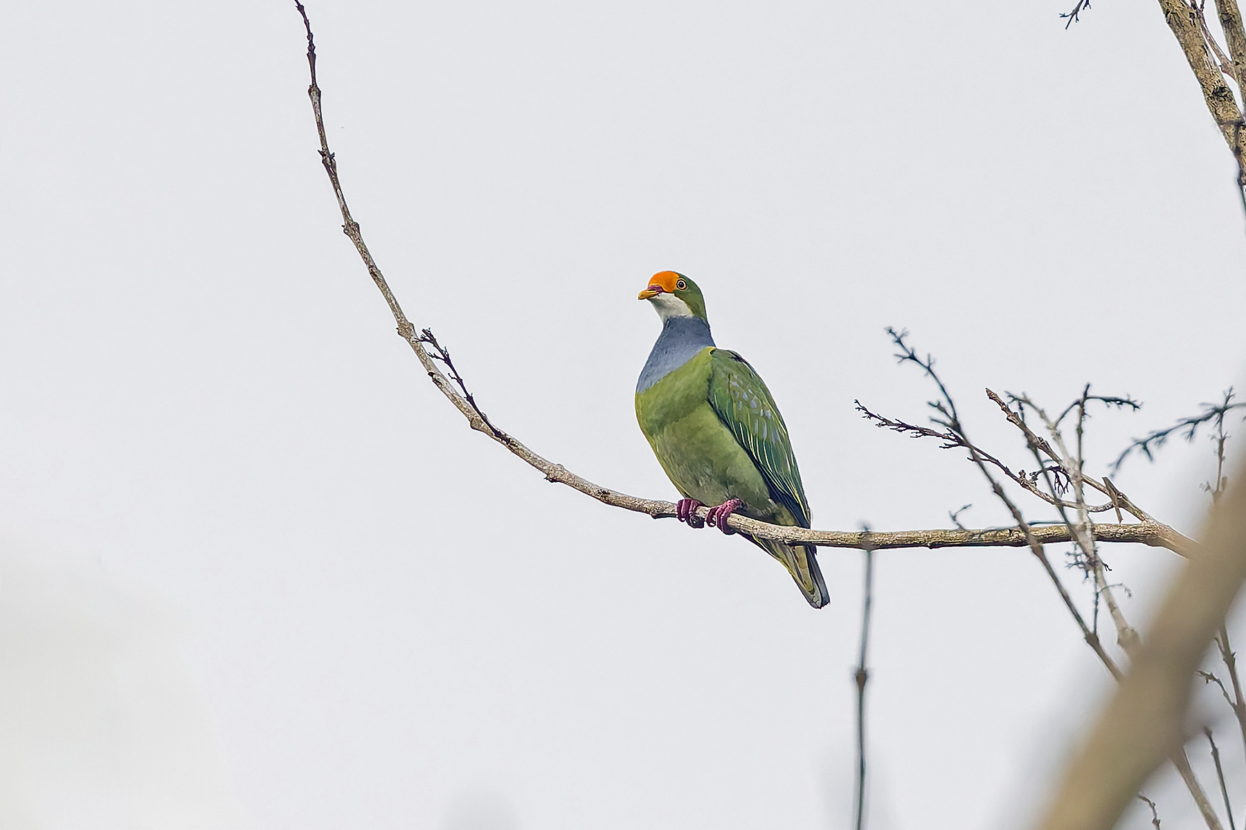 Orange-fronted Fruit-Dove (image by Pete Morris)