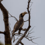 Pale-billed Hornbill (image by Bjorn Andersson)