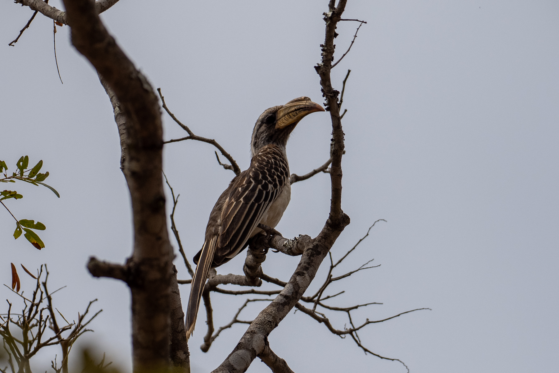 Pale-billed Hornbill (image by Bjorn Andersson)