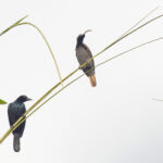 Pale-billed Sicklebill (image by Pete Morris)