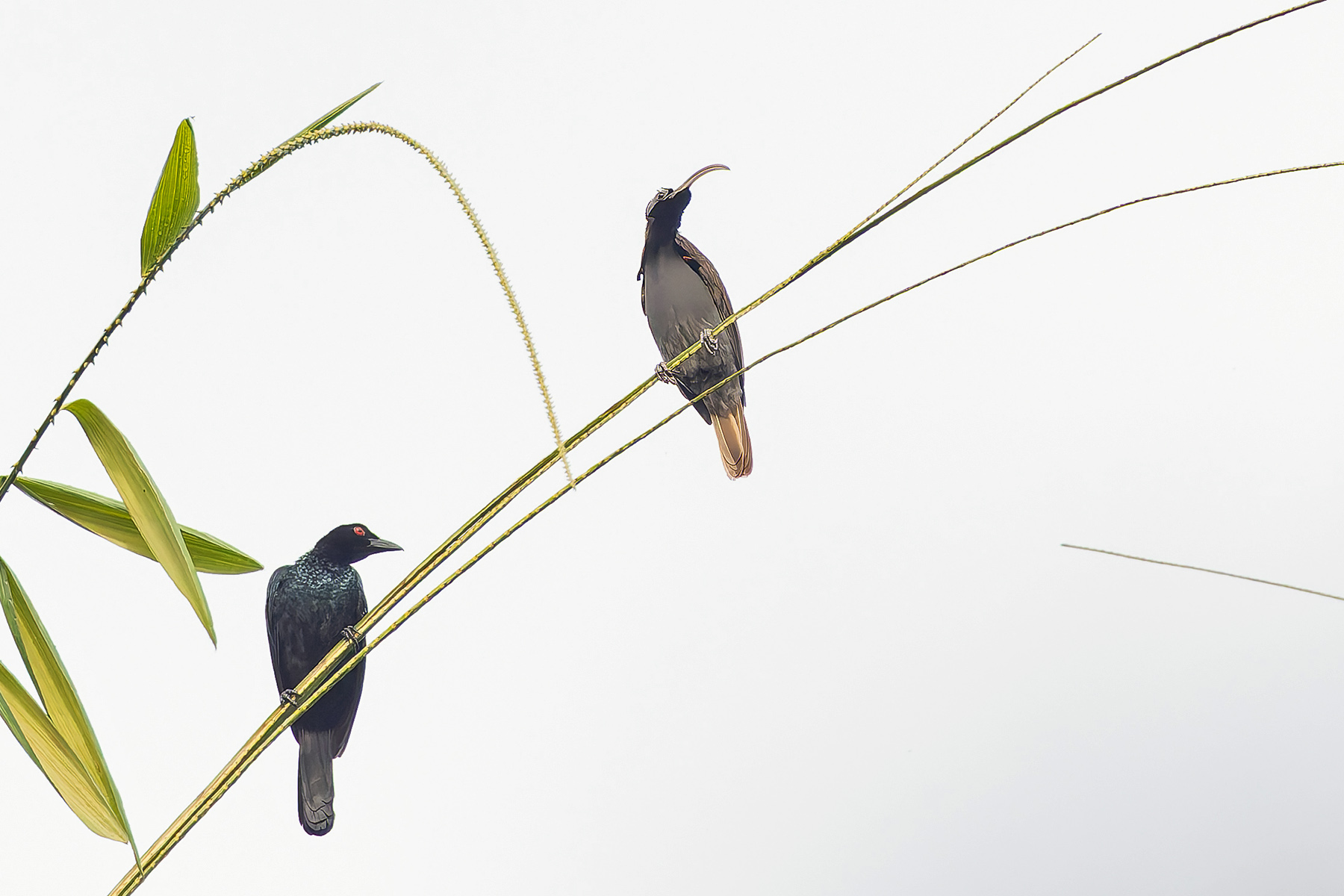 Pale-billed Sicklebill (image by Pete Morris)