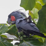 Palm Cockatoo (image by Pete Morris)