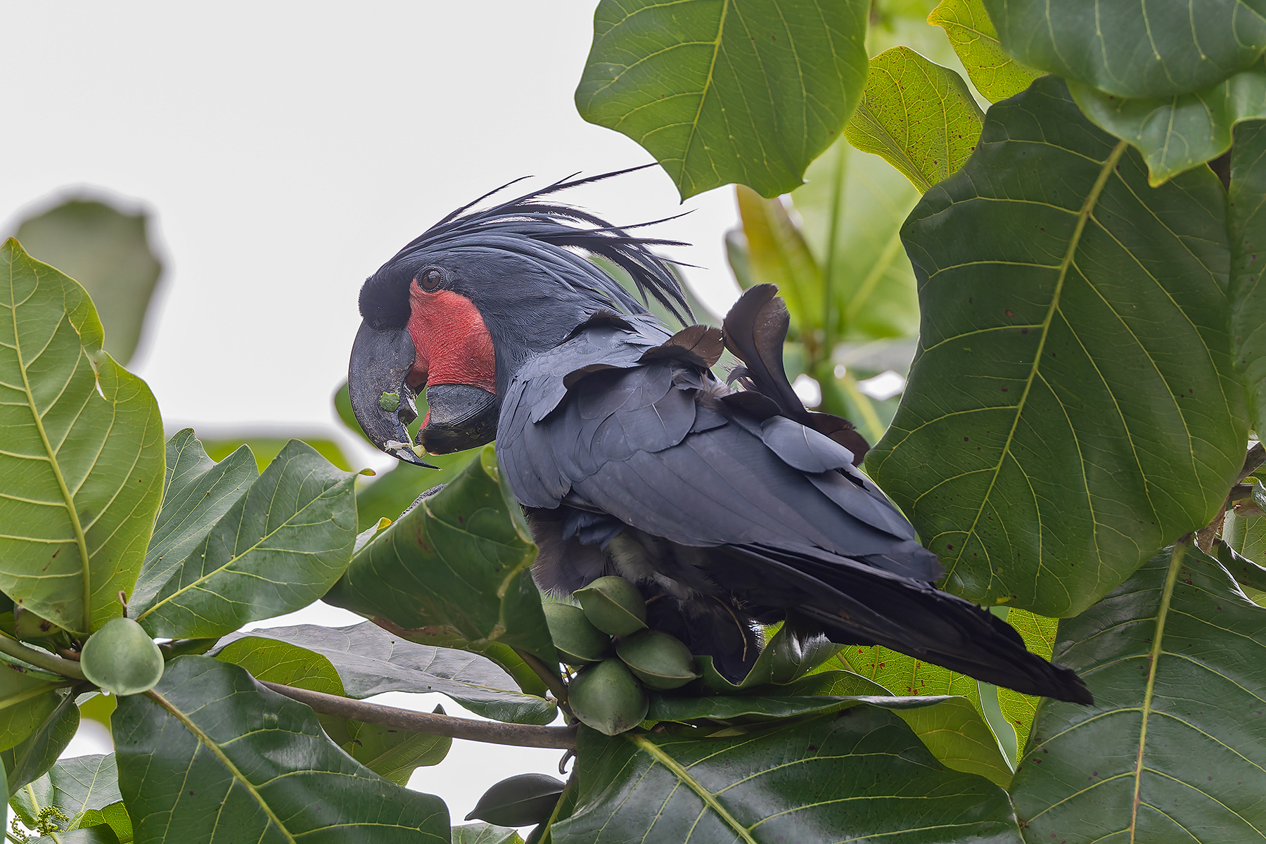 Palm Cockatoo (image by Pete Morris)