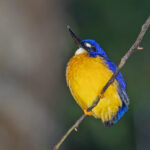 Papuan Dwarf Kingfisher (image by Pete Morris)