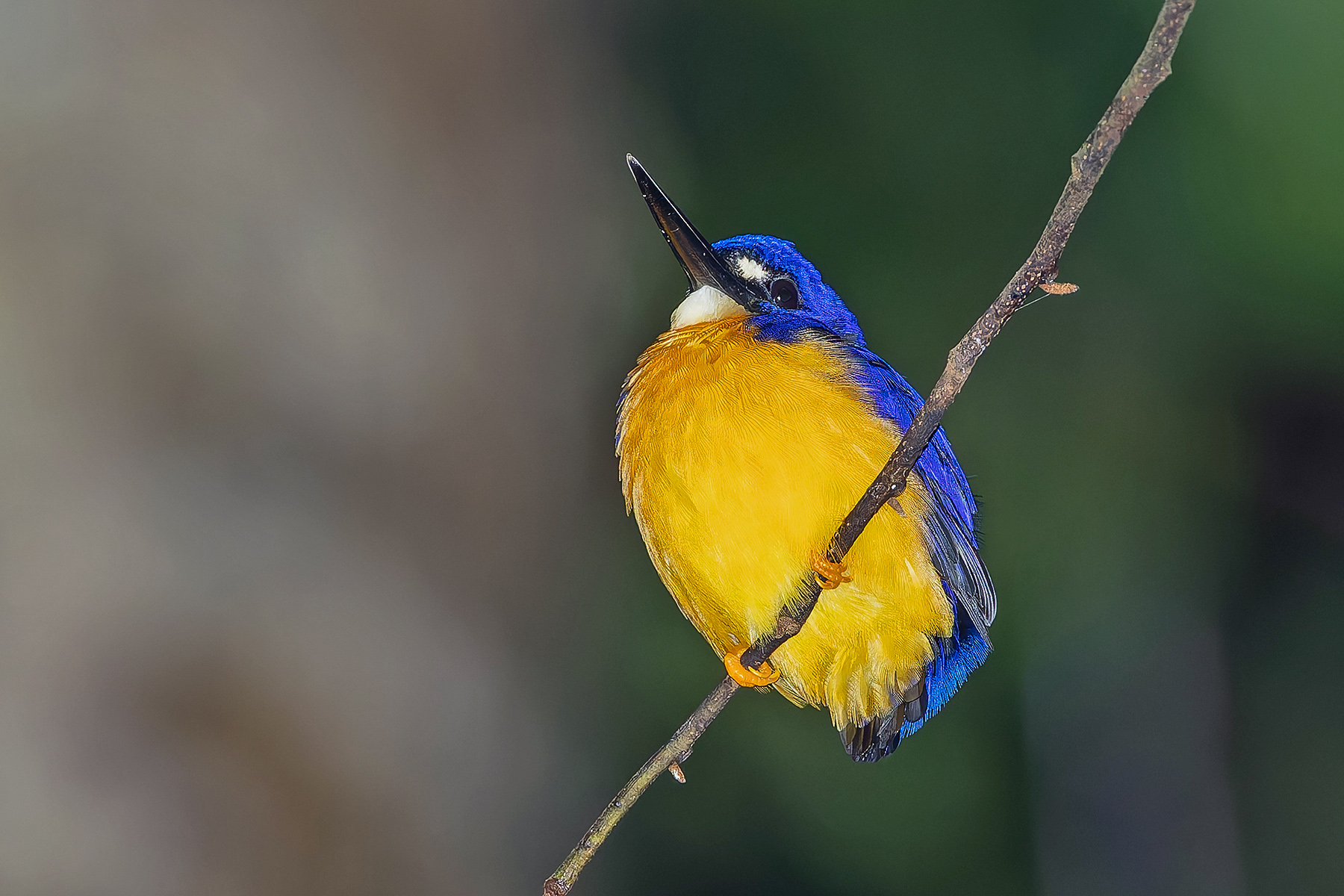 Papuan Dwarf Kingfisher (image by Pete Morris)