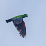 Papuan Eclectus (image by Pete Morris)