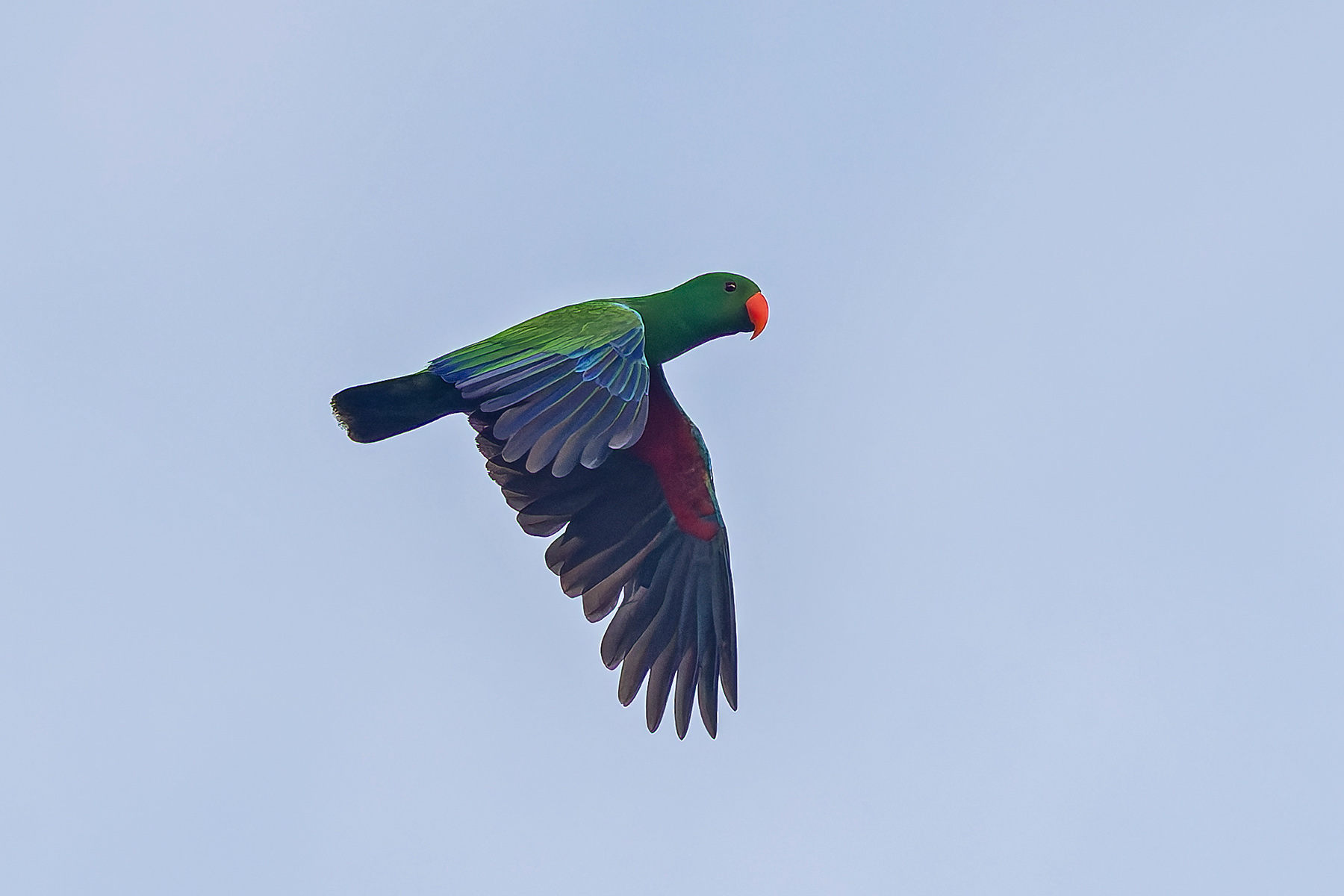Papuan Eclectus (image by Pete Morris)