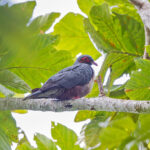 Papuan Mountain Pigeon (image by Pete Morris)
