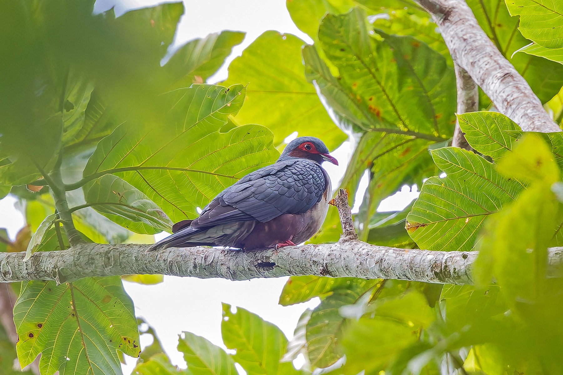 Papuan Mountain Pigeon (image by Pete Morris)
