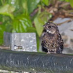 Papuan Nightjar (image by Pete Morris)