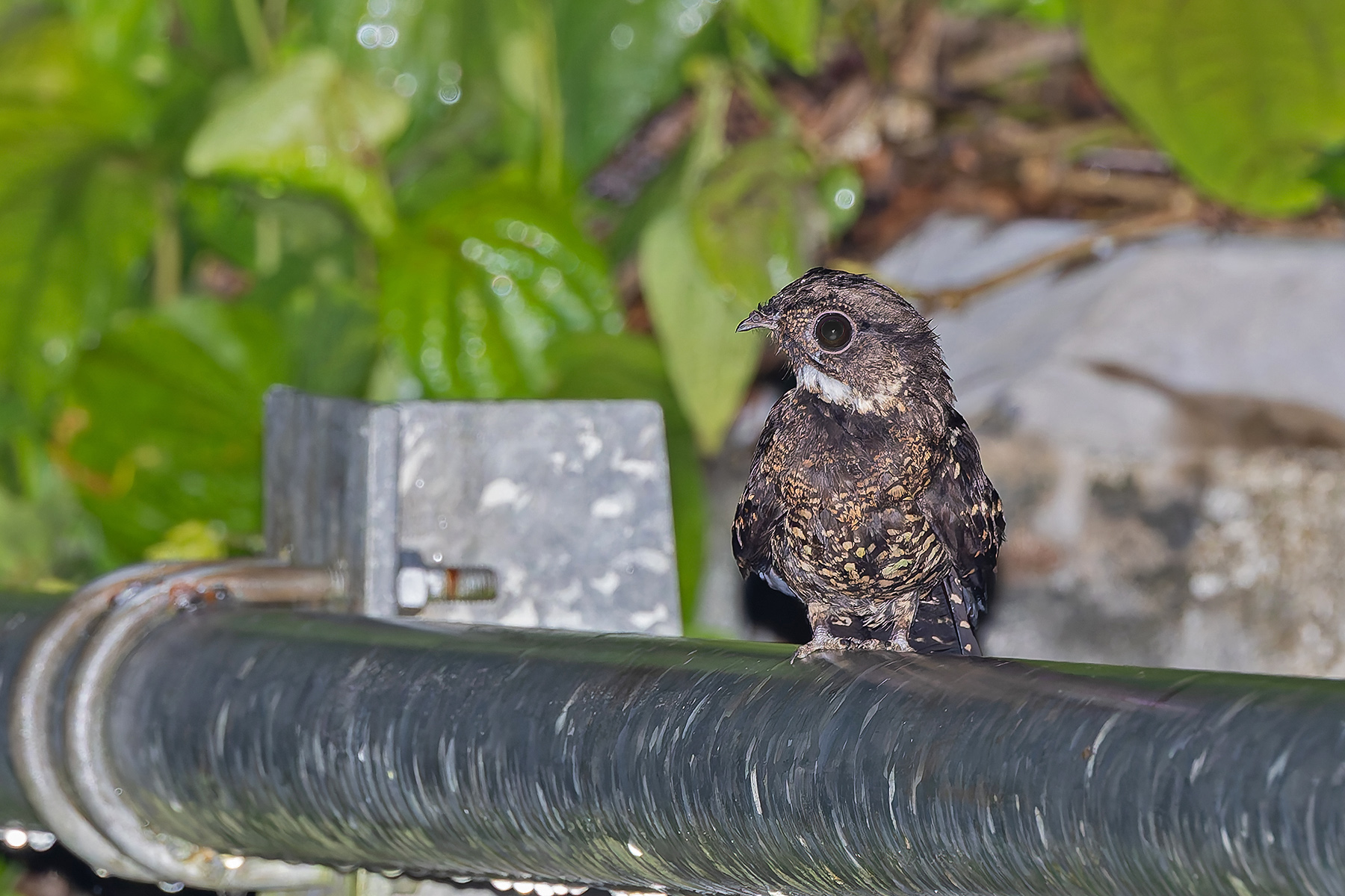 Papuan Nightjar (image by Pete Morris)