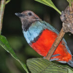 Papuan Pitta (image by Pete Morris)