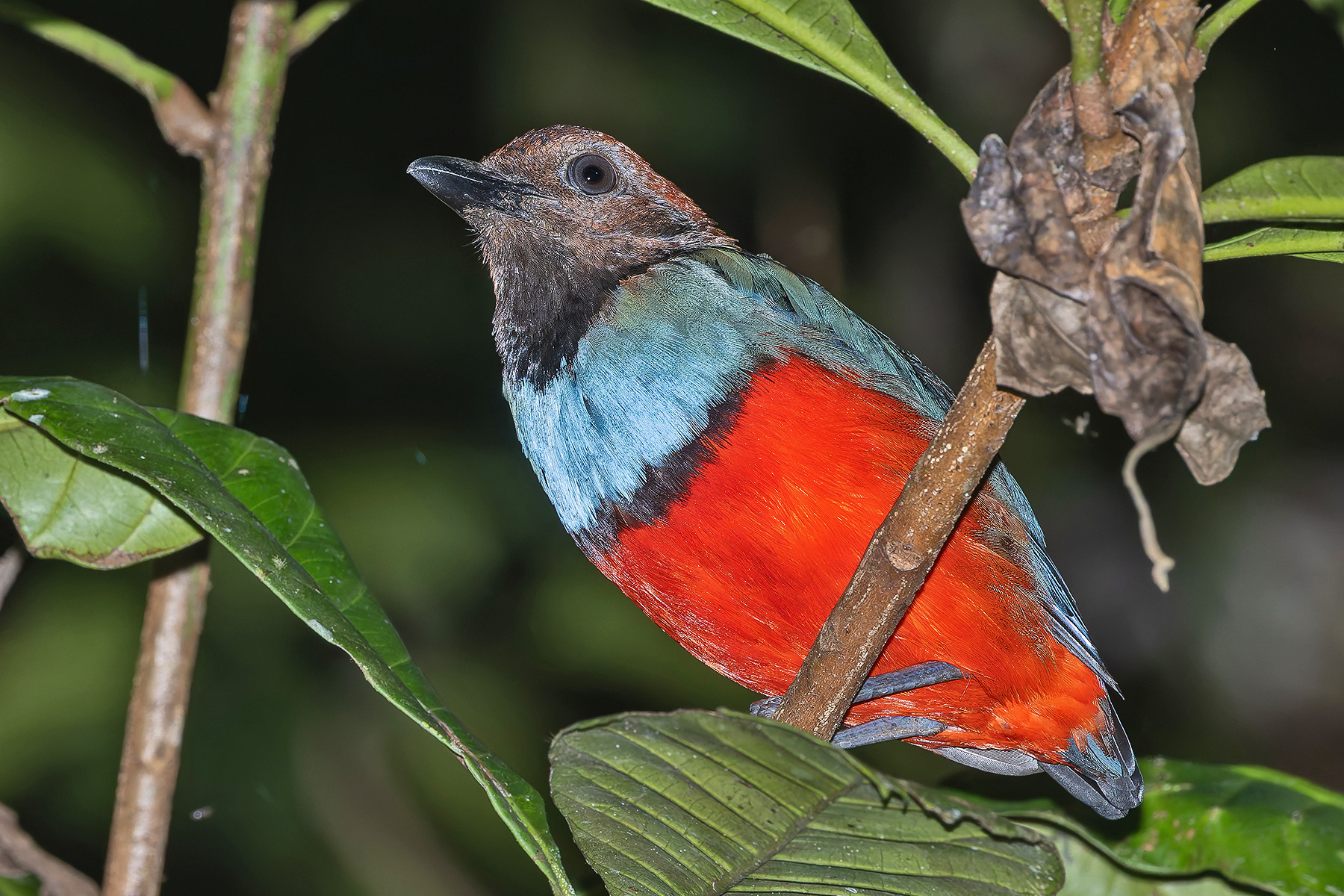 Papuan Pitta (image by Pete Morris)
