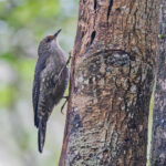 Papuan Treecreeper (image by Pete Morris)