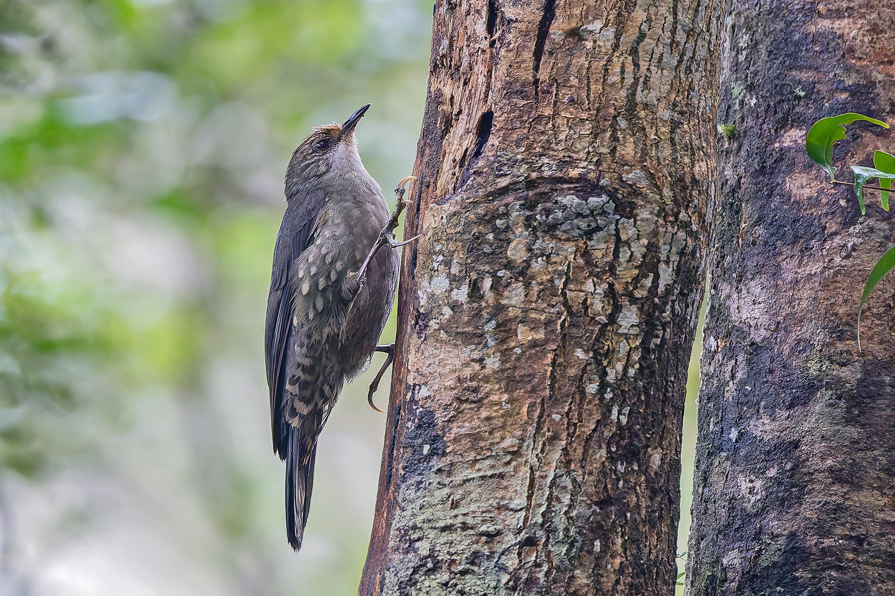 Papuan Treecreeper (image by Pete Morris)