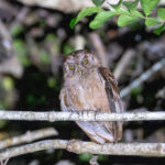 Pemba Scops Owl (image by Bjorn Andersson)