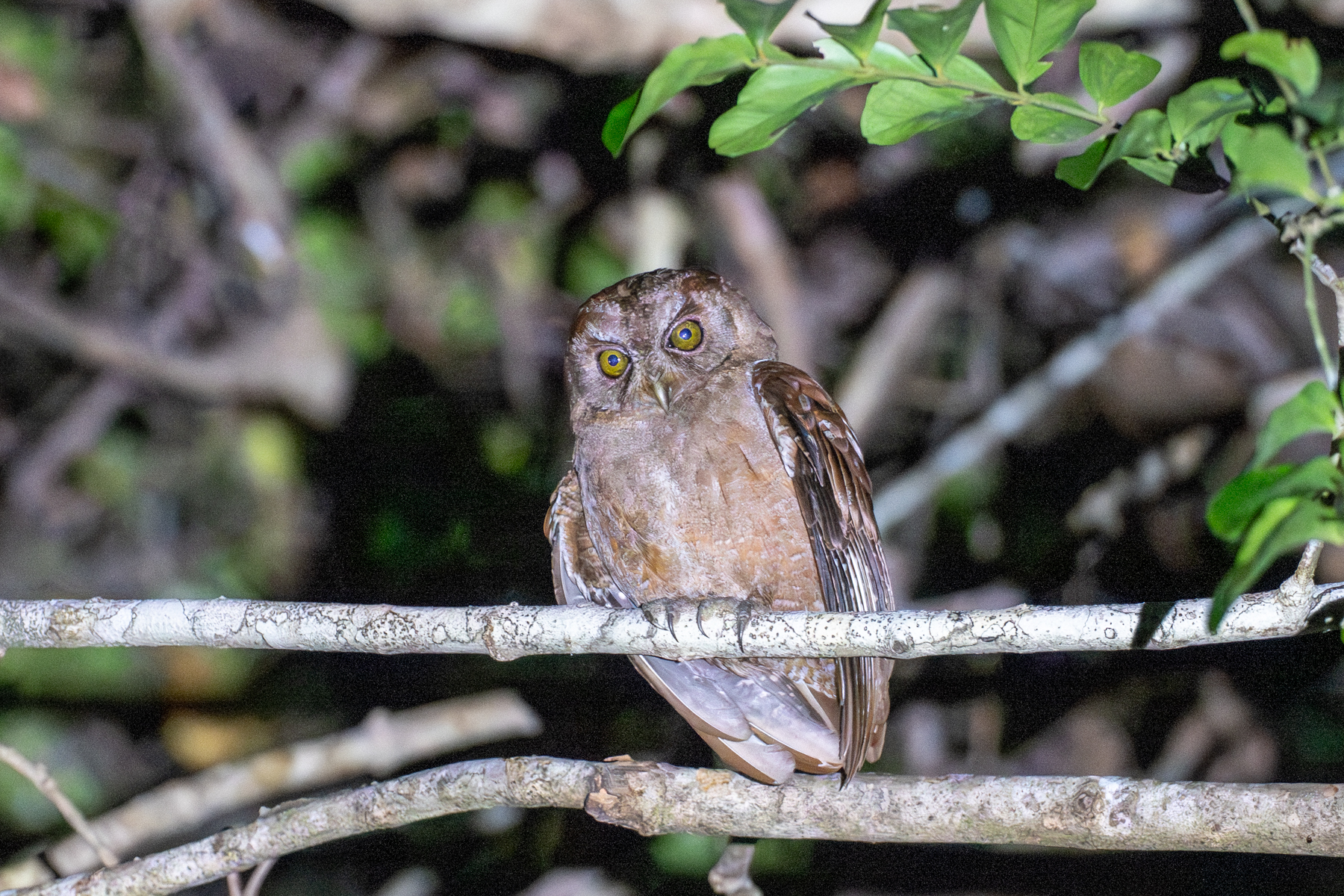 Pemba Scops Owl (image by Bjorn Andersson)