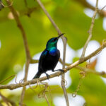 Pemba Sunbird (image by Bjorn Andersson)