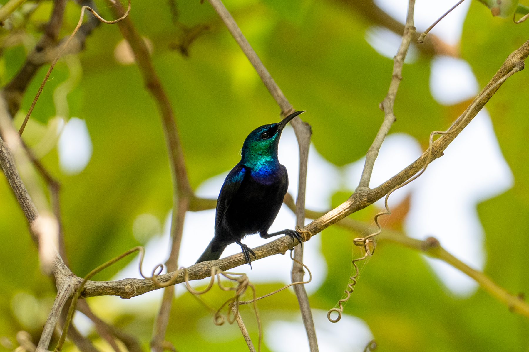 Pemba Sunbird (image by Bjorn Andersson)