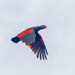 Pesquet's Parrot (image by Pete Morris)