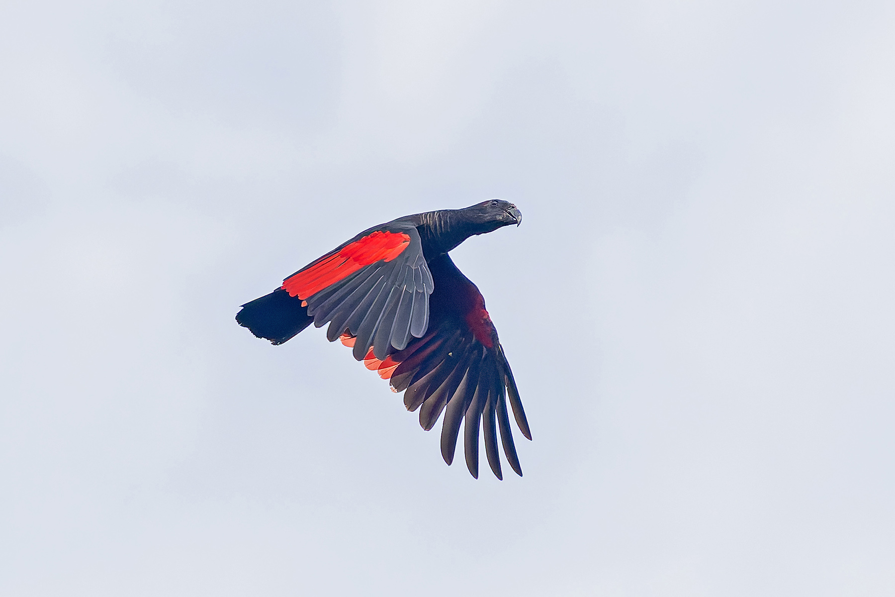 Pesquet's Parrot (image by Pete Morris)