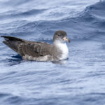 Pink-footed Shearwater (image by Mark Beaman)