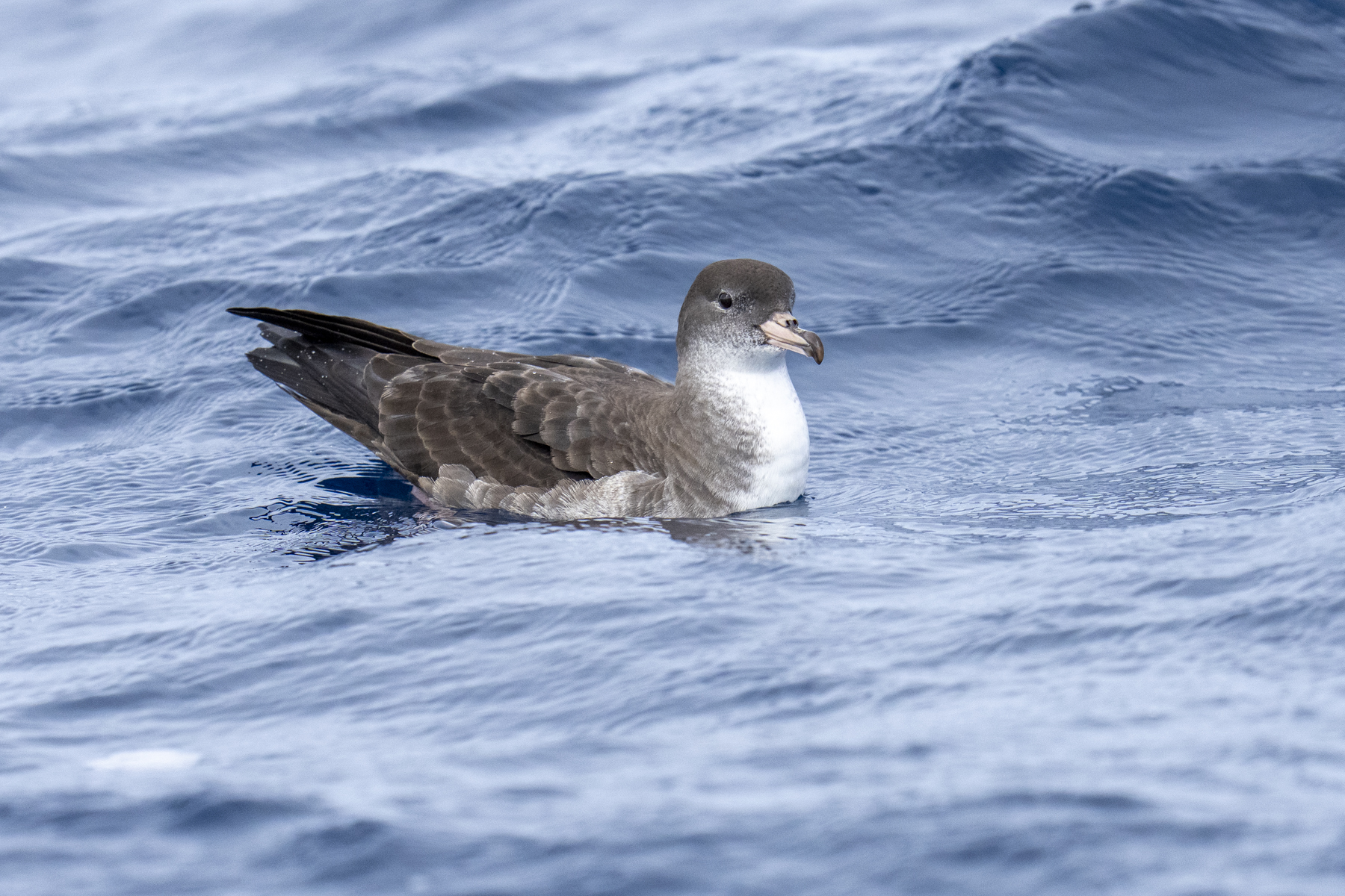 Pink-footed Shearwater (image by Mark Beaman)