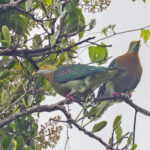 Pink-spotted Fruit-Dove (image by Pete Morris)