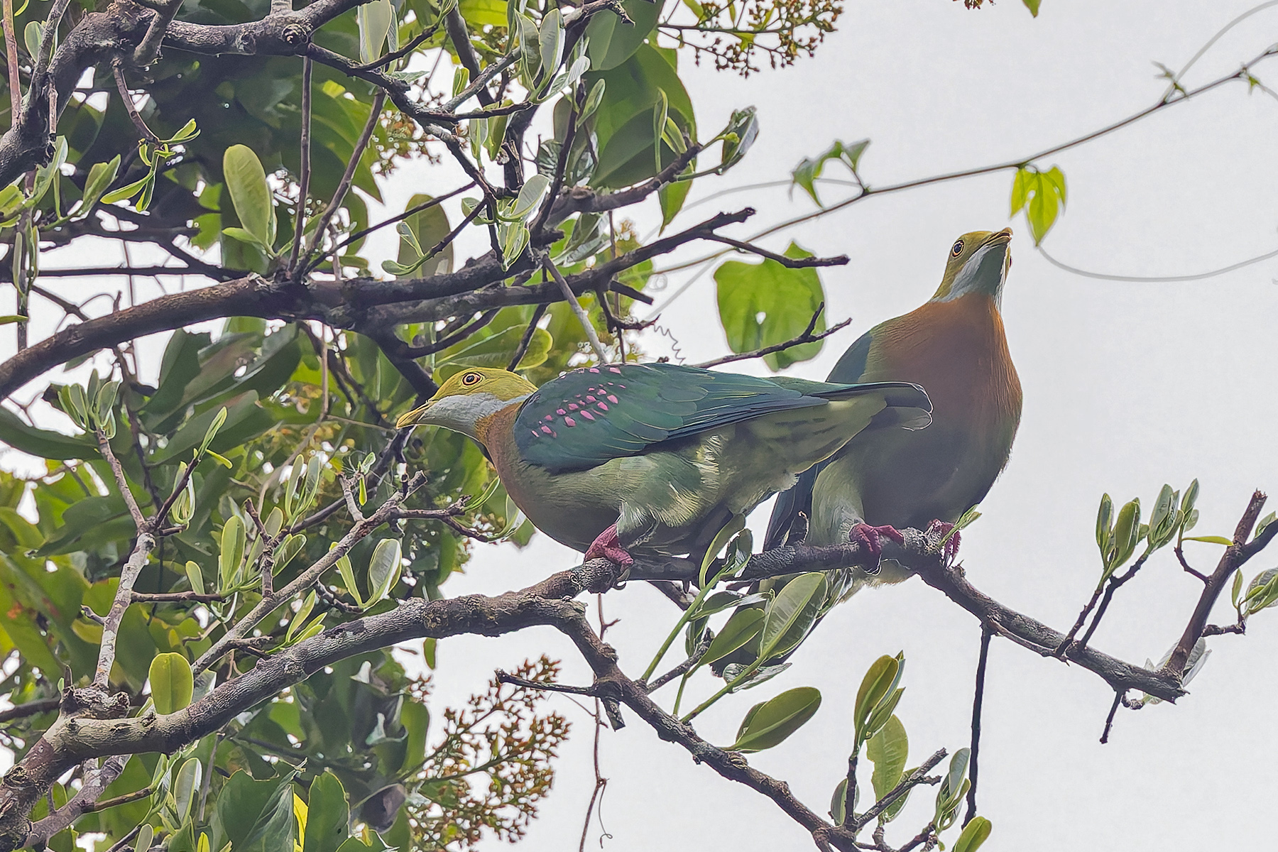 Pink-spotted Fruit-Dove (image by Pete Morris)