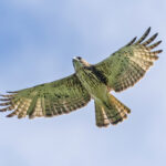 Pygmy Eagle (image by Pete Morris)