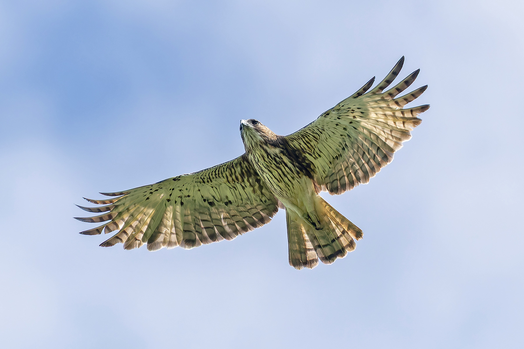 Pygmy Eagle (image by Pete Morris)