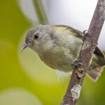 Pygmy Longbill (image by Pete Morris)