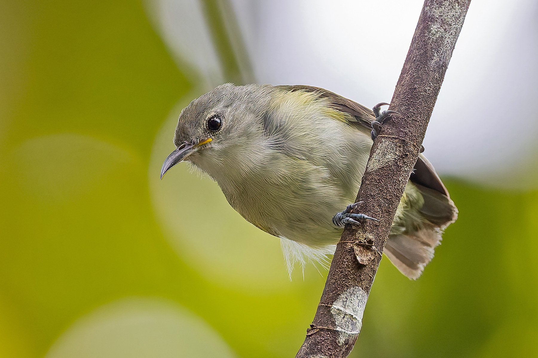 Pygmy Longbill (image by Pete Morris)