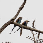 Racket-tailed Rollers (image by Bjorn Andersson)