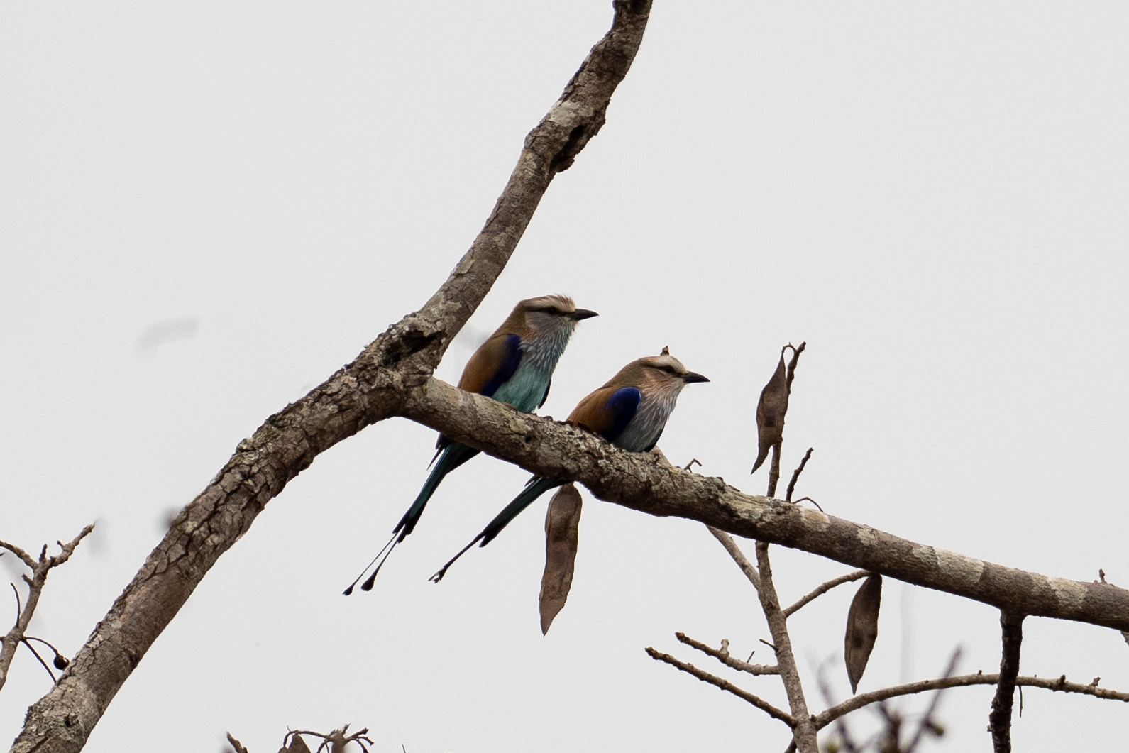 Racket-tailed Rollers (image by Bjorn Andersson)