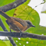 Raja Ampat Pitohui (image by Pete Morris)