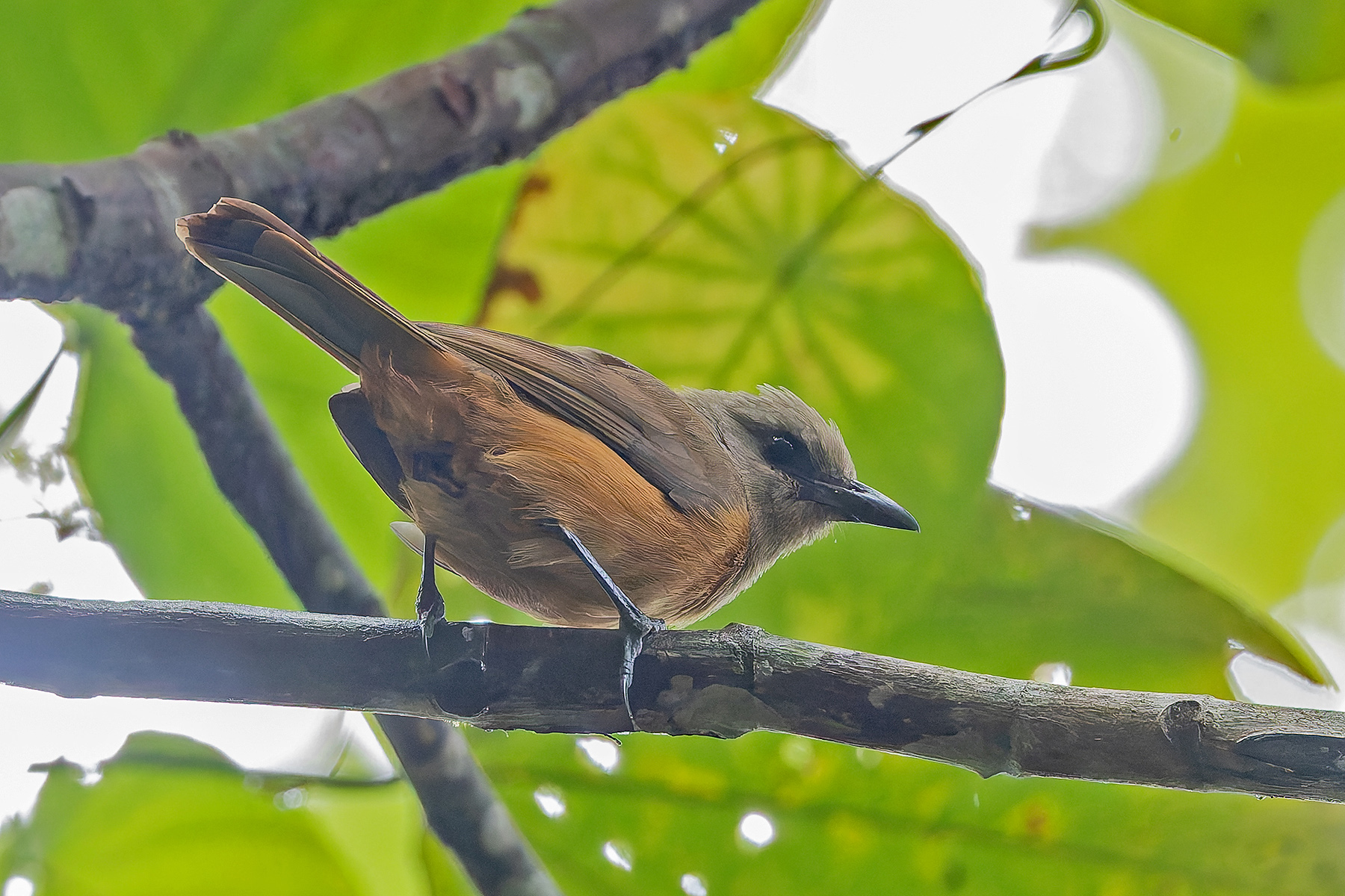 Raja Ampat Pitohui (image by Pete Morris)