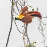 Red Bird-of-Paradise (image by Pete Morris)