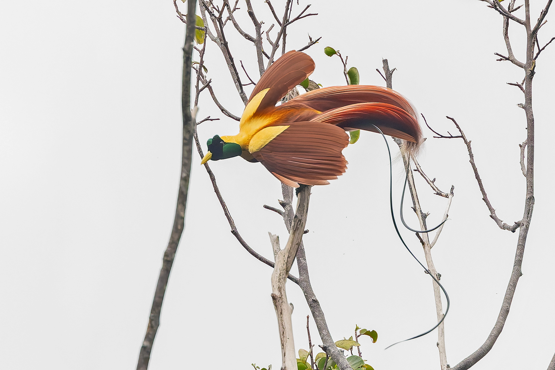 Red Bird-of-Paradise (image by Pete Morris)