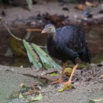 Red-billed Brushturkey (image by Ma Yan Bryant)